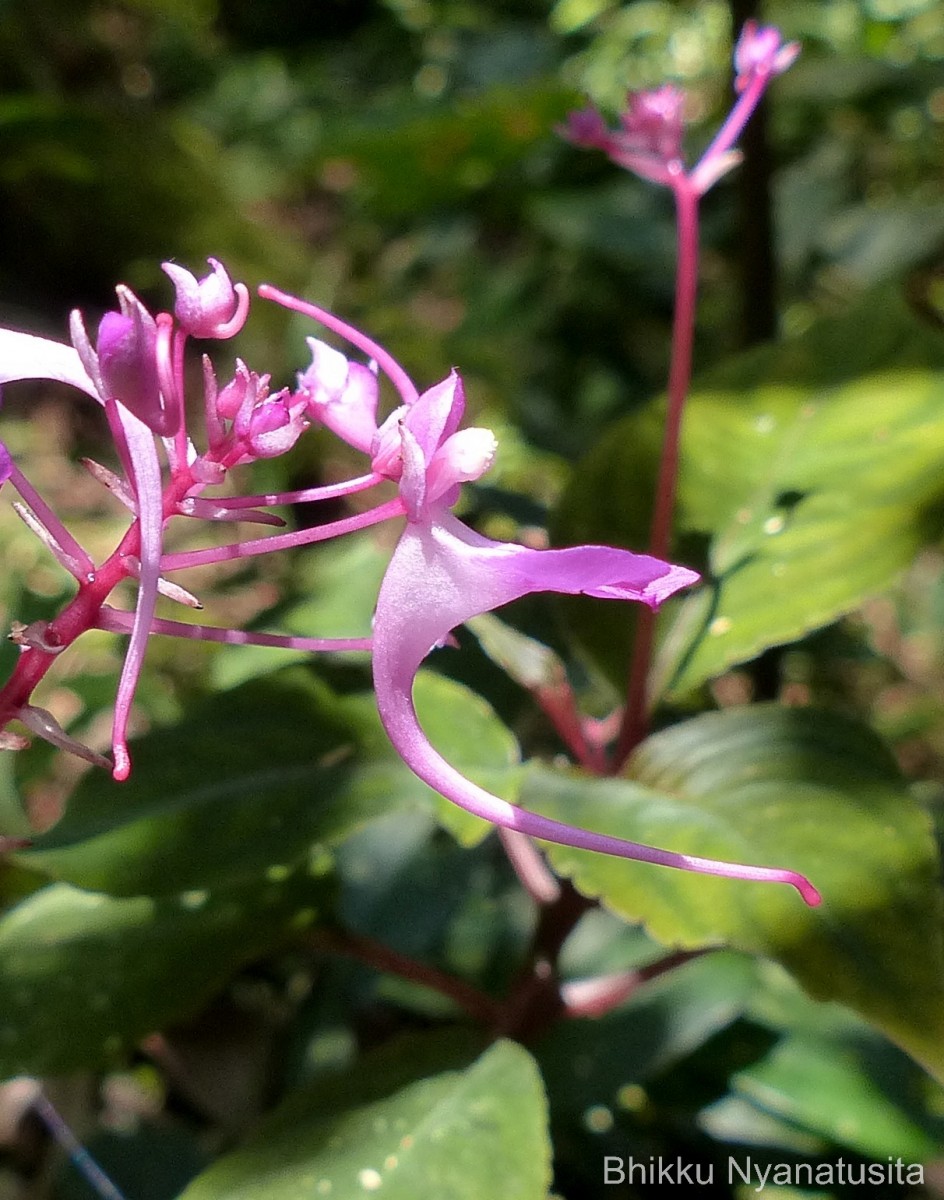 Impatiens arnottii Thwaites